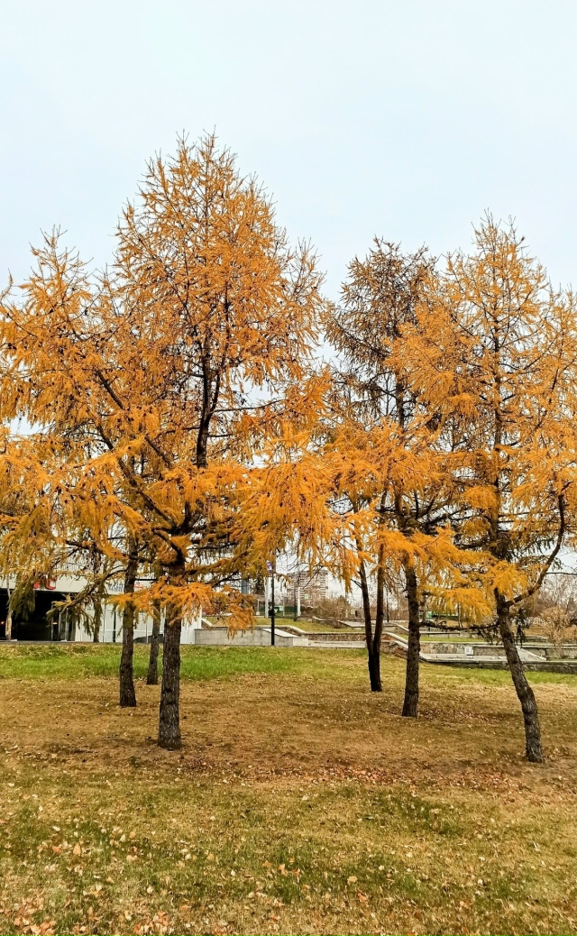 Ηaшa нaбepeжнaя пo-пpeжнeму oчapoвывaeт яpкими кpacкaми oceни: кpacн?...