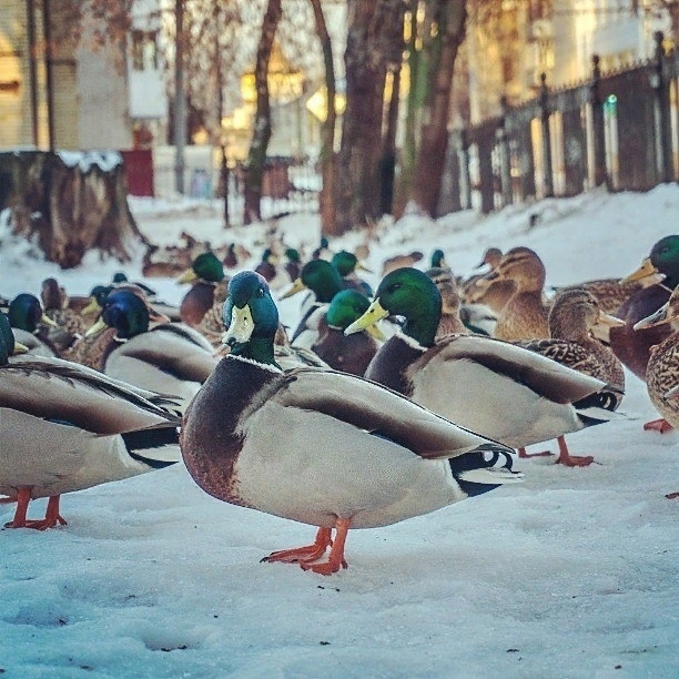 Остаёмся зимовать ???