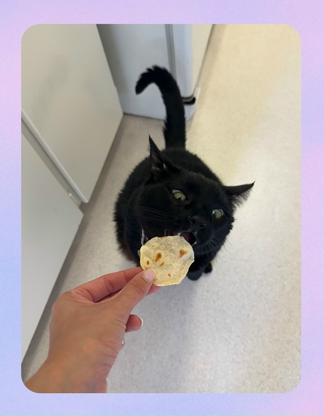 Мой кот воровал лепёшки, поэтому пришлось испечь лепёш...