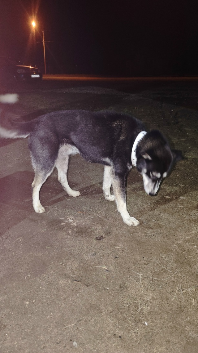 Собака бегает по Труфаново. Может кто потерял?