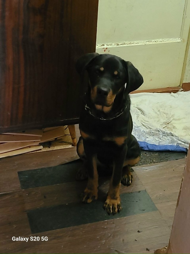 И опять Наш ротвейлер Рэм!!!
‼️Помогите пристроить соб...