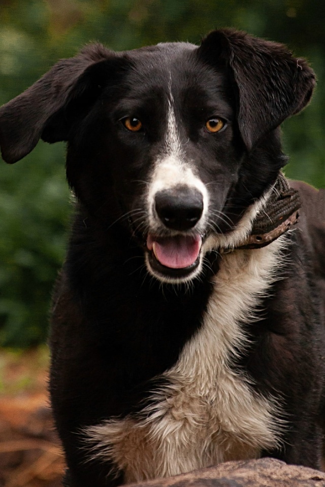 Если вы мечтаете о жизнерадостном и активном питомце, ?...