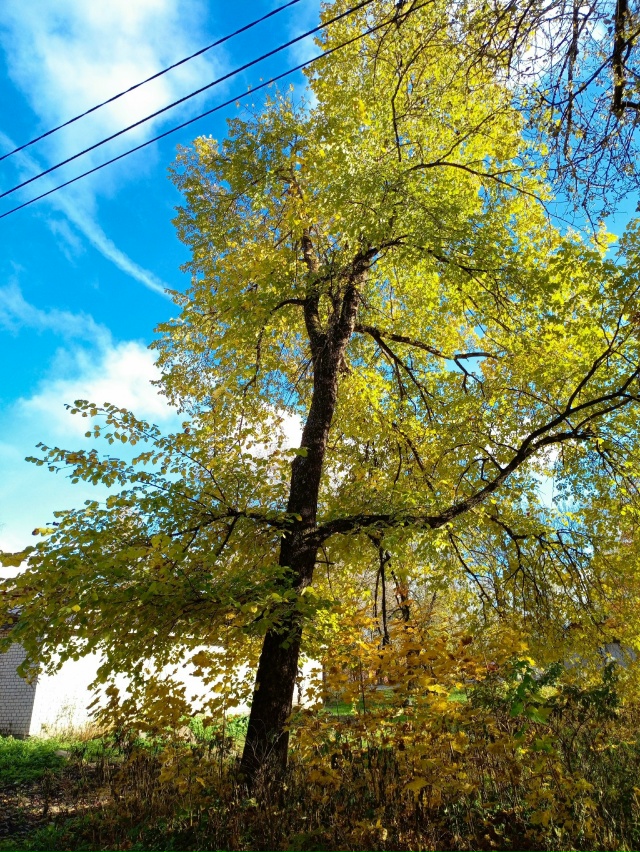 Золотая осень в парке ОЦБК в объективе [id139179875|Аля Емел?...