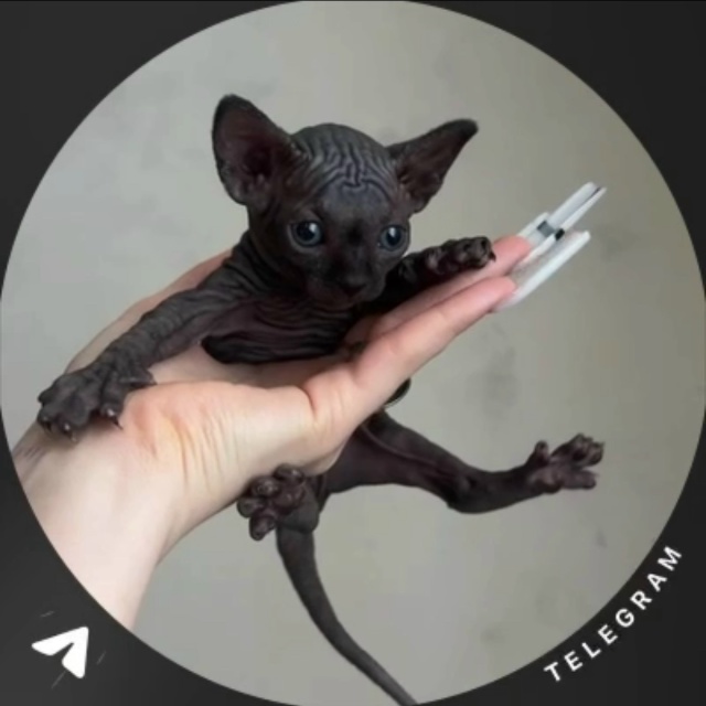 Этапы взросления (становления большим уголёчком) микр?...