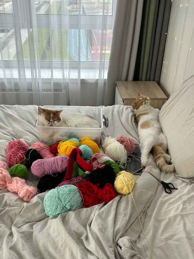 Котики тоже решили научиться вязать ?