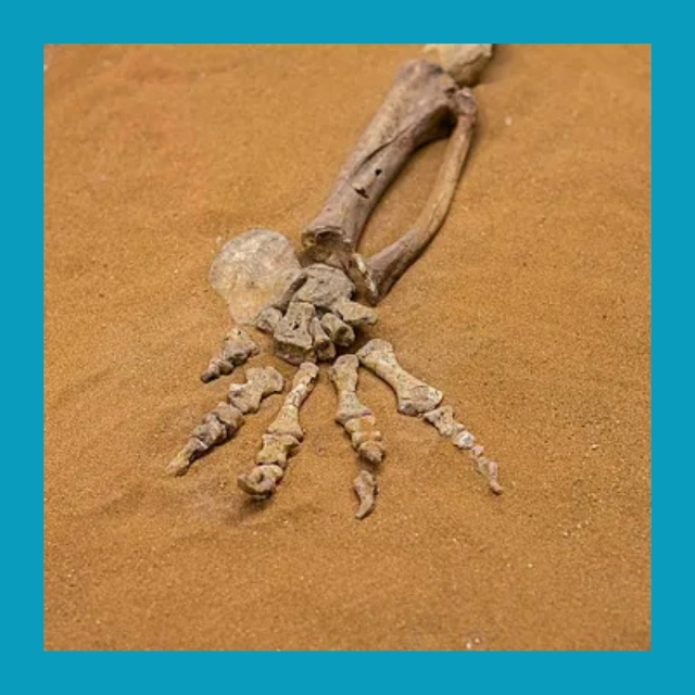 Двухлетний мальчик выкопал человеческие кости на пляж...