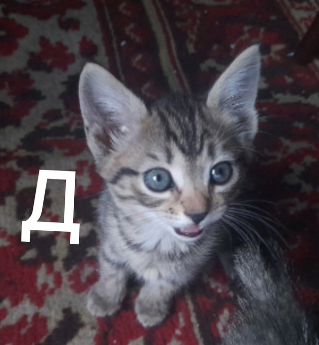Пост для ваших животных в комменты отдам приму нашли п?...