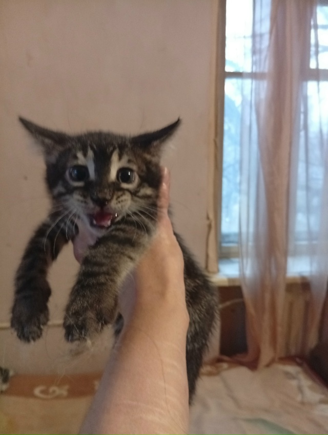 Подкинули котят!!!
Мальчик и девочка!
Помогите пристрои...