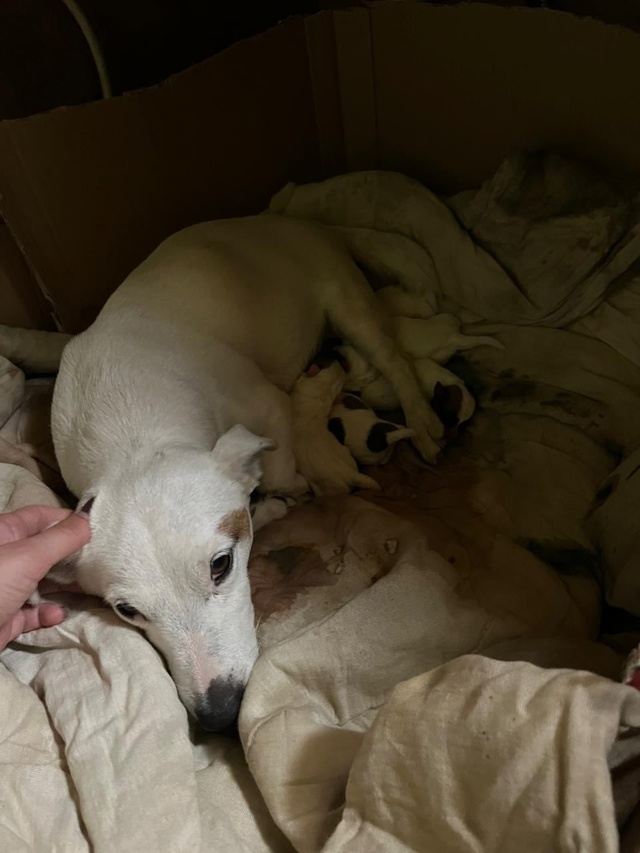 Пропала собака. Могла запрыгнуть в машину. Верните пож?...