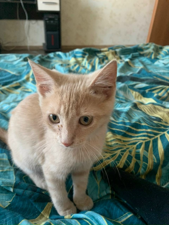 Отдам котенка в добрые руки,к лотку приучен.