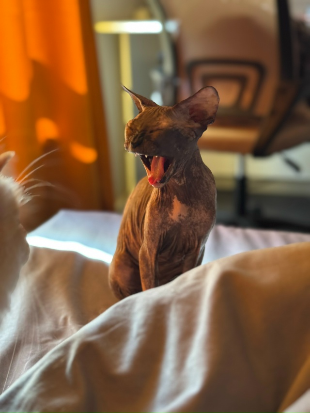 лыси попи Мизуки 🐈‍⬛
Всратость растет уверенная