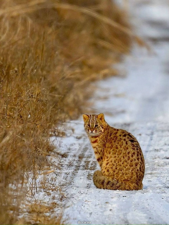 Идешь такой по дороге, идешь... и вдруг на своем пути вст...