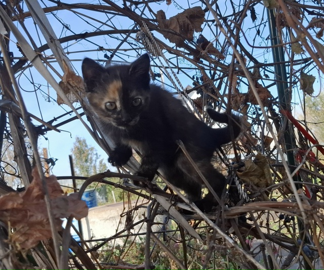 Котёнка в добрые руки отдаём. Кармаскалы
