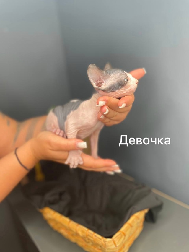 🩵😻🩷Продаю Милашeк-Очаровашек💗 Приoбрeтая ceбе сфин?...