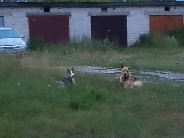 Измождённые от жары и голода кобель и сука бегают в окр...