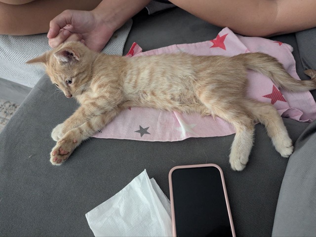 Сегодня около Молодежной 3 был спасён котенок на проез?...