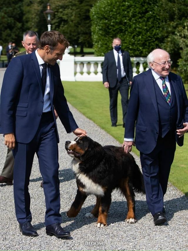 Президент Ирландии Майкл Хиггинс давно известен не то?...