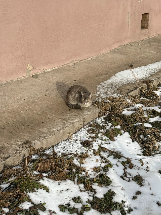 Кот у октябырьской 56 сидит мяукает может ищет хозяев е?...