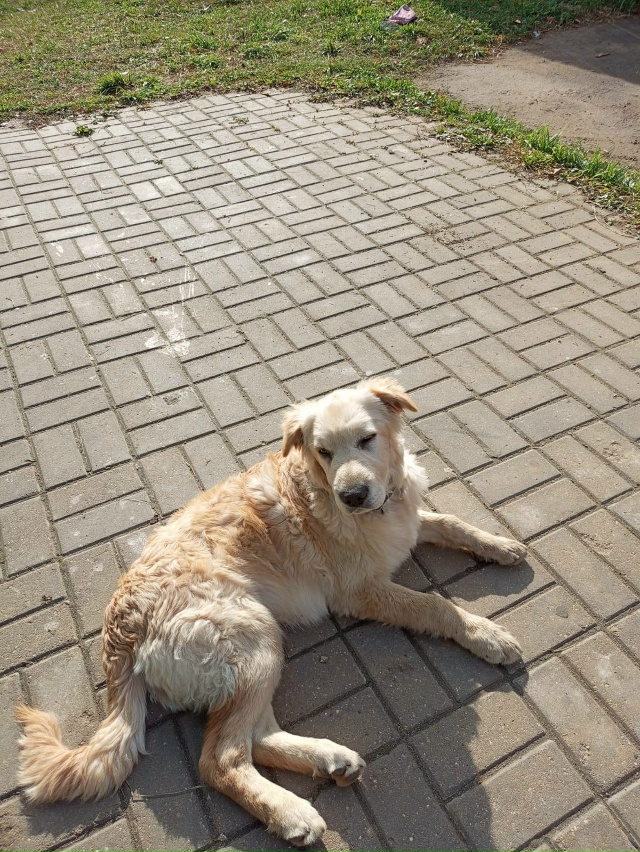 Пристраивается щенок. Кобель,4 месяца. Очень ласковый,м...