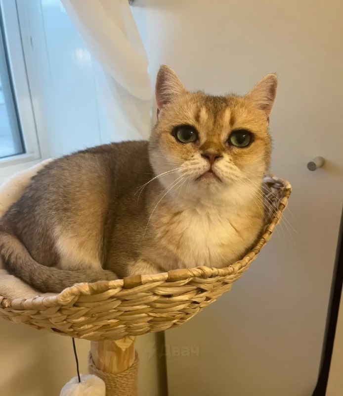 Тян показала свою кошку, у которой от природы такие ровные стрелки, будто глаза реально накрашены по