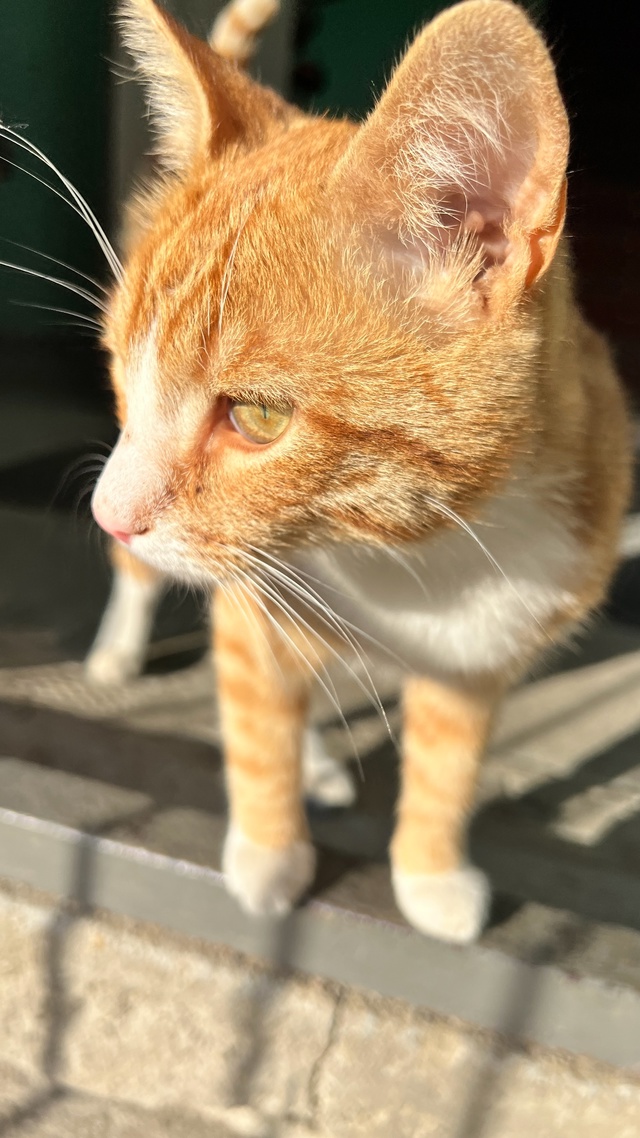 Ну Возьмите Котика домой в добрые руки. Очень воспитан?...