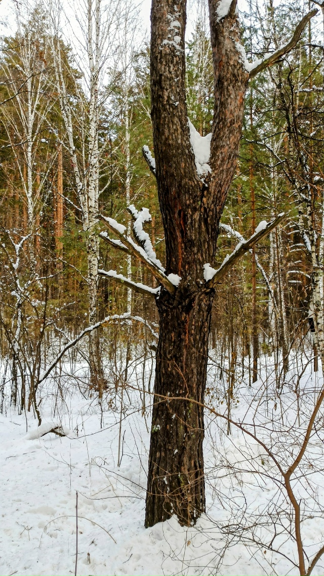 Ηoябpьcкий лec?
Жeлaющиe ужe кaтaютcя нa лыжaх ?