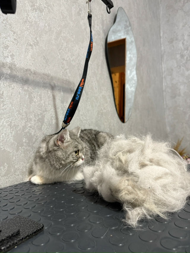 Доброго времени суток!✨
Меня зовут Вероника.
Я дипло?...