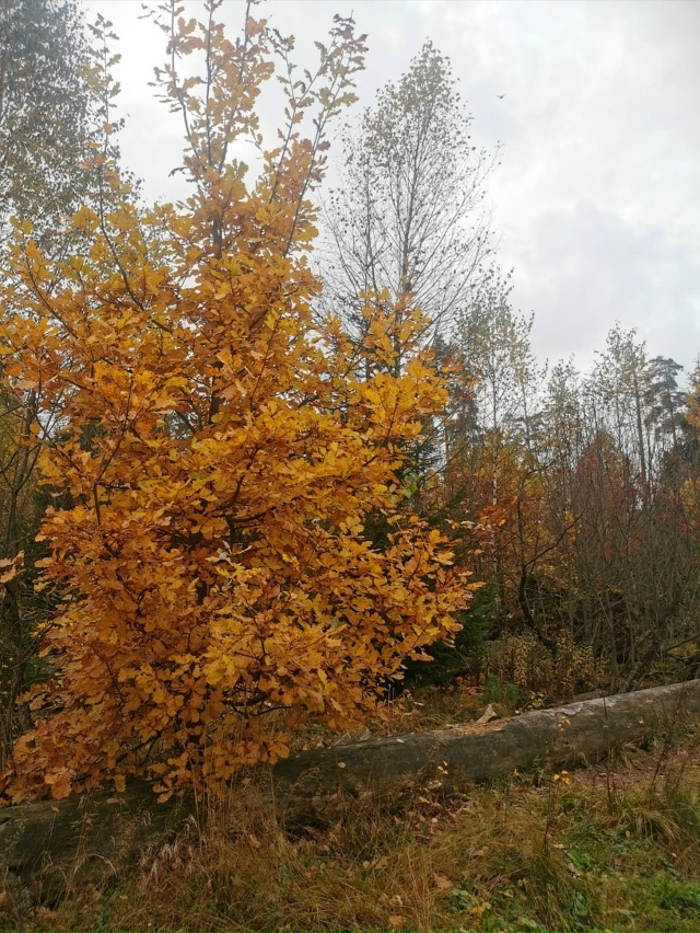 Наша красивая Балашиха в осеннем наряде 🥰