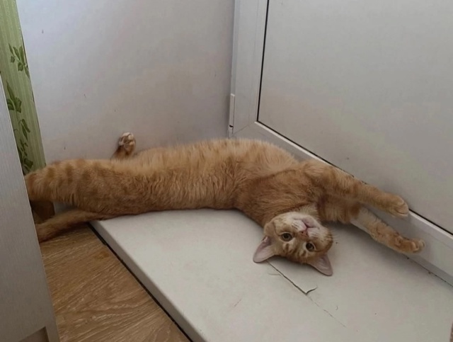 ☀️Солнечный котик ищет дом, чтоб подарить свою любовь...