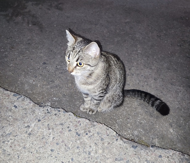 Ленина 27, чей подросток (вроде девчонка) ночью болтаетс...