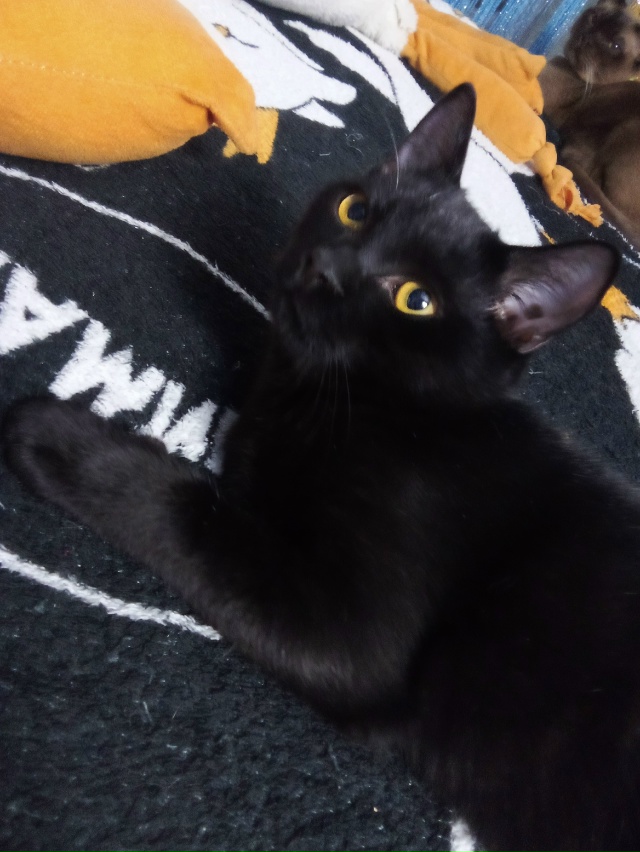 Маленький трехлапый Малевич готовится смотреть сны 💓