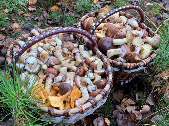 В лесах возле деревни Давыдово можно набрать маслят.
Л...