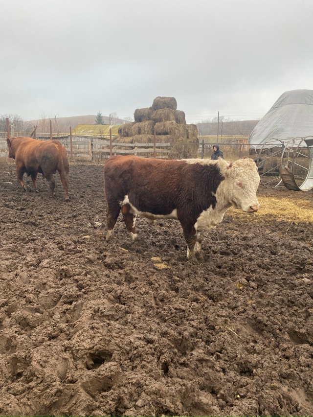 Продам!!!на племя.возраст 1.7.цена 150т.р 89872005656