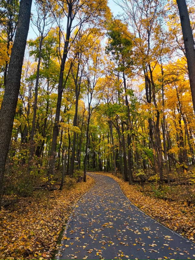 Осенний Воронеж, локация пос.Рыбачий🍁🍂