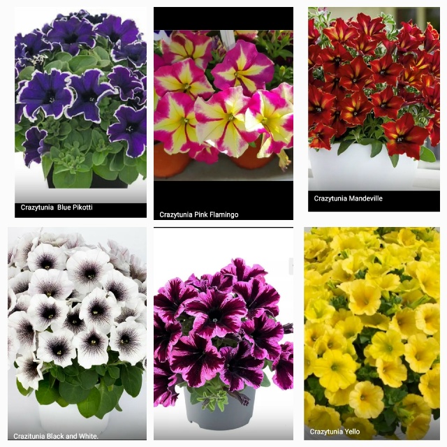 Предлагаю выращенные с любовью садовые вегетативные ц...