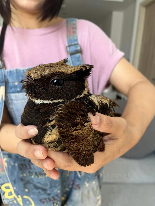 Это большой ушастый козодой — птица, которая больше всех остальных в мире похожа на дракона
Какой ж