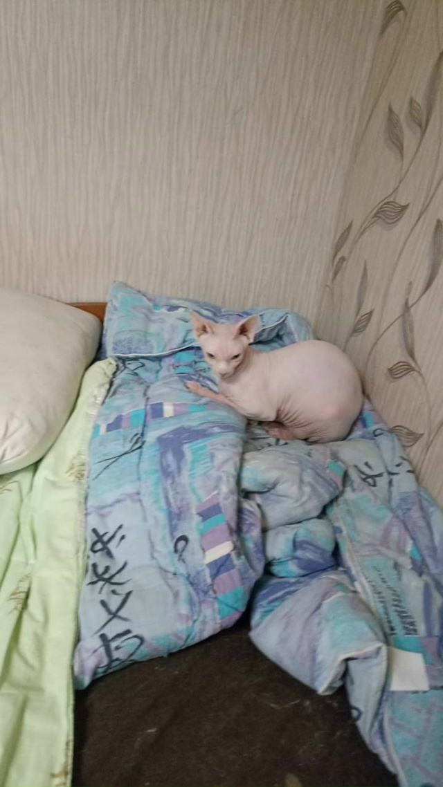 Найдена кошка породы сфинкс в « сказке». Кто потерял? Я?...