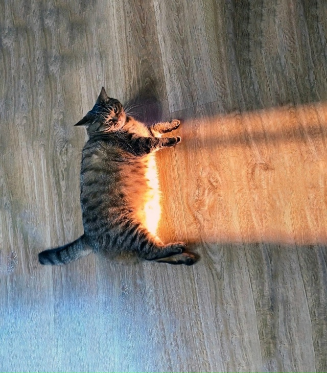 Внутри кoта — теплота,
И жизнь без кoта совсем не та