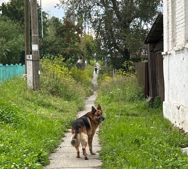 Чья собака? Бегала в старой части, увязалась с нами до ц...
