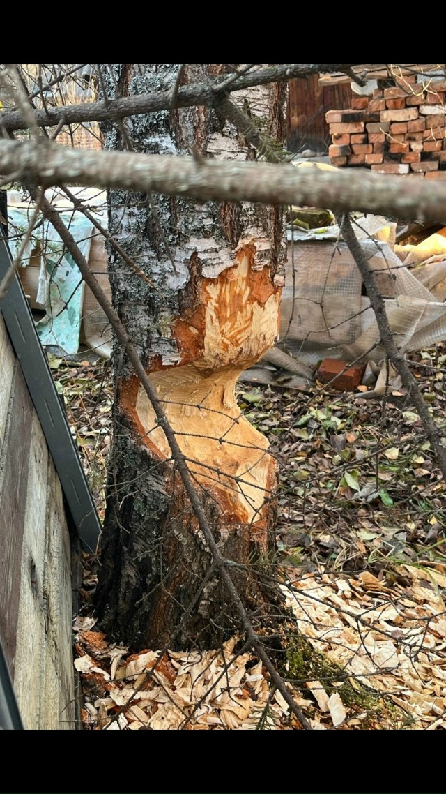 Бобры оборзели. Или обоБрели. Грызут прямо на участках...