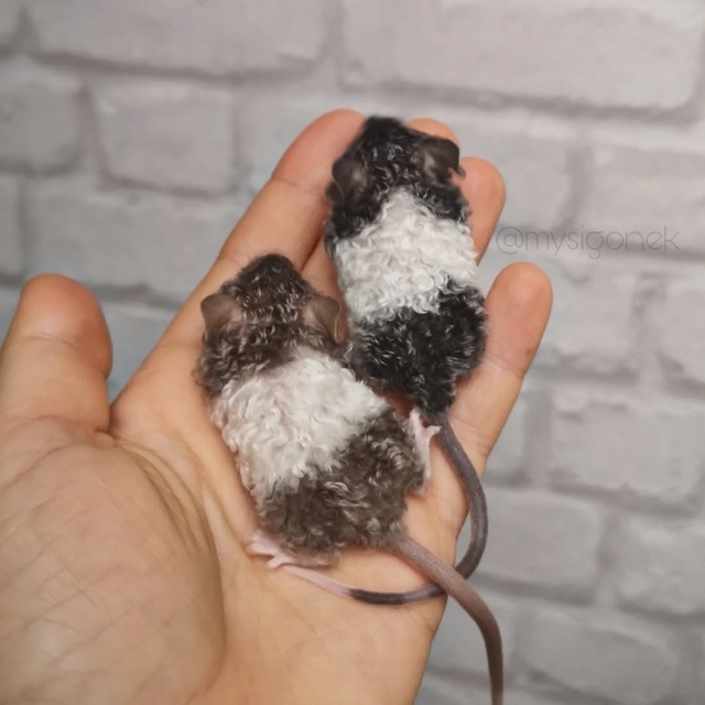 Кучеряшки
