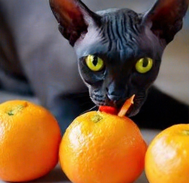 Почему кошки не любят 🍋‍🟩 цитрусовые ?😸
Оказываетс...