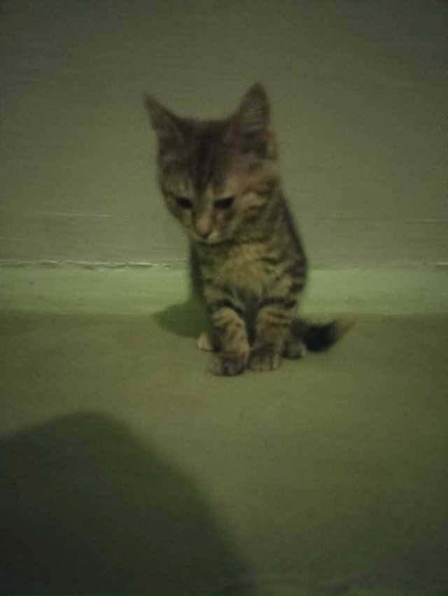 Руза, Революционная. Котёнок в подъезде. Может у кого-т?...