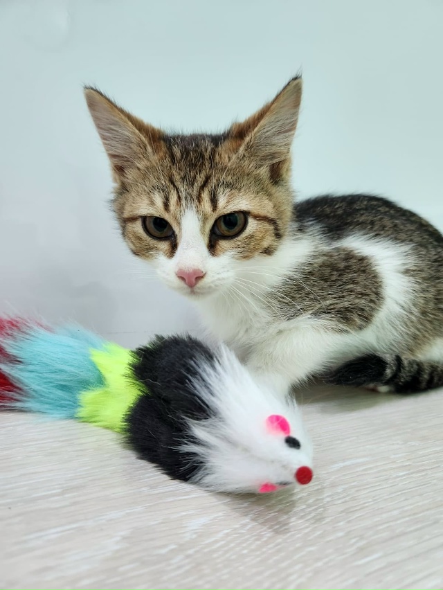 Волгореченск!! Вот такого малыша подобрали с улицы. Воз...