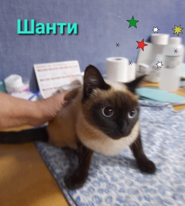 🥀Очаровательные кошечки Моника и Шанти ждут любящих ?...