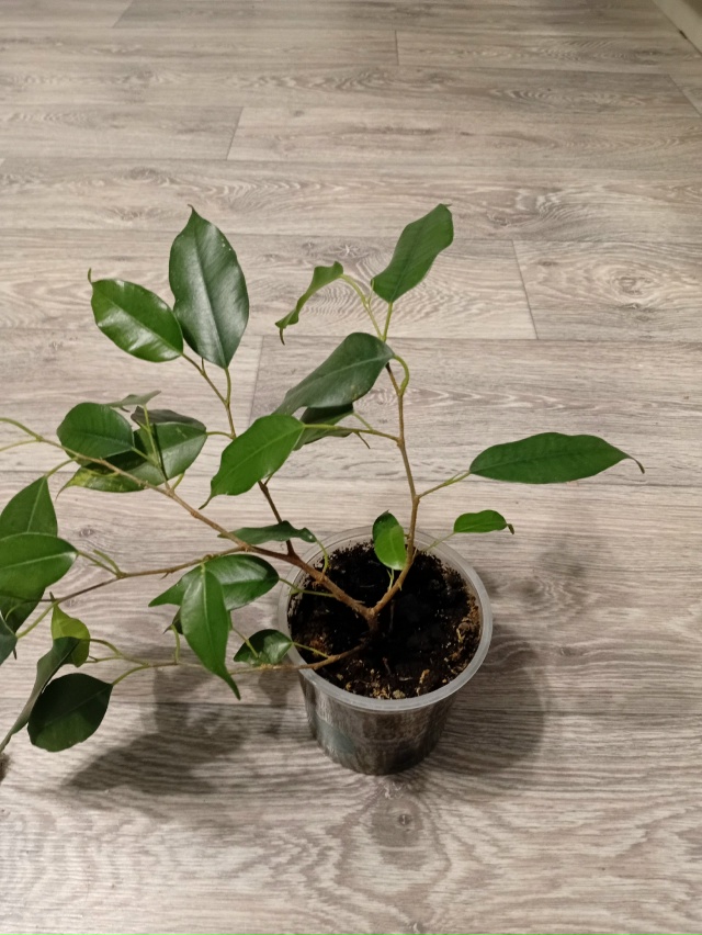 Продам цветы:
Юкка :750
Фикус :500 рублей
Фикус бенжамина :...