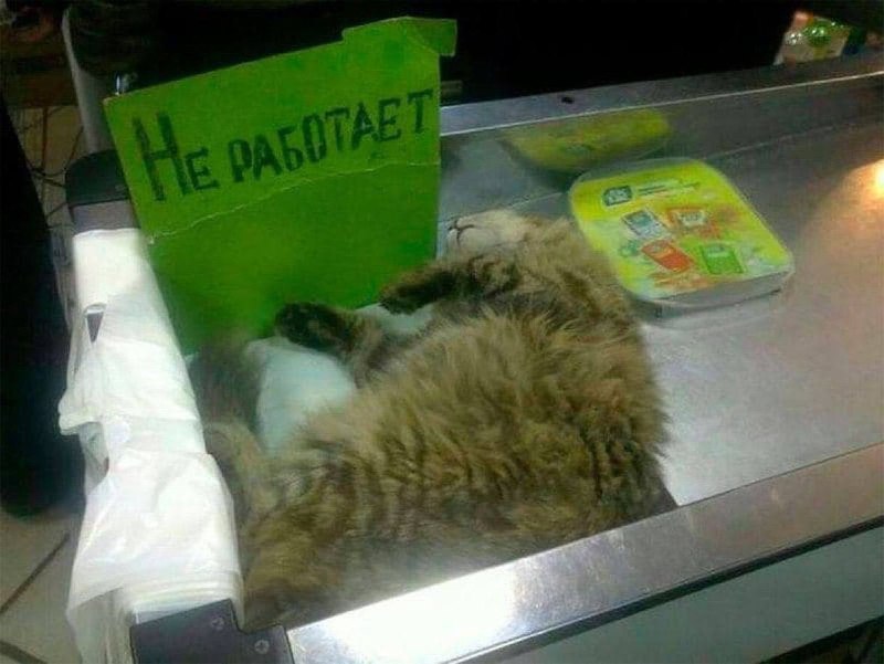 я после обеда