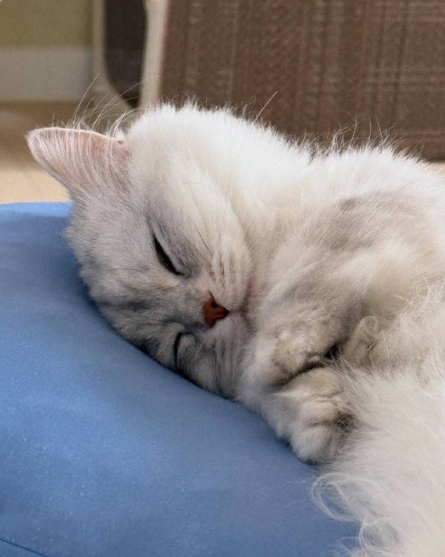 Споть :3