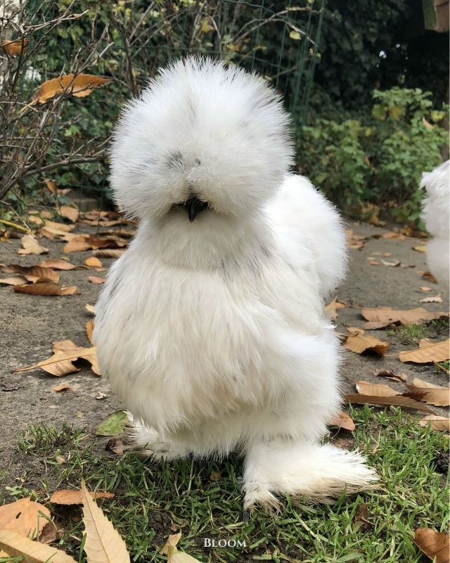 Это китайские шёлковые курочки — одна из самых необыч?...