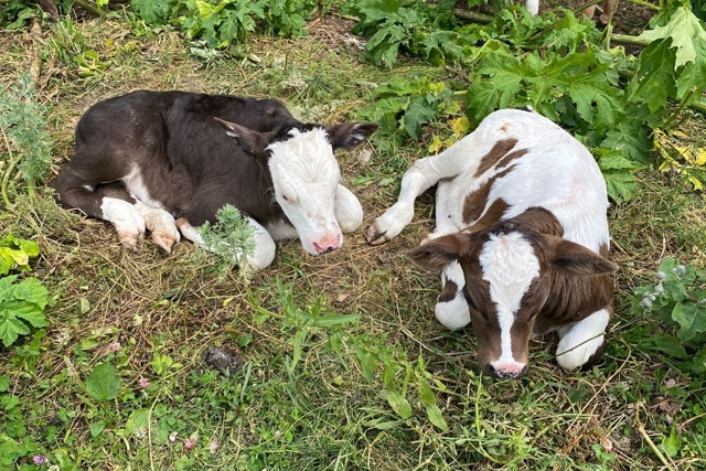 🐮Сотрудники УФСИН занялись разведением новых пород к...